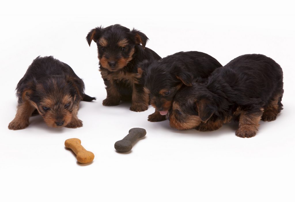 What should you consider when starting a pet food business