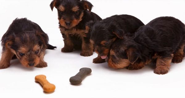 Pet-Food-Regulation-FI
