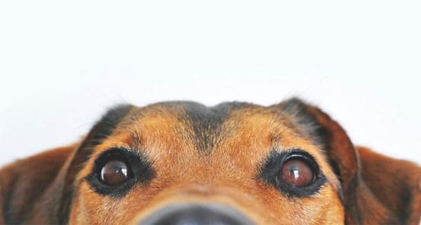 PetFoodPackaging-FI
