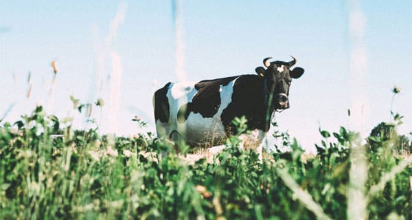 CanItBeMilk-FI